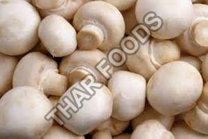 fresh-button-mushroom-1564982923-4766245_looking for distributors